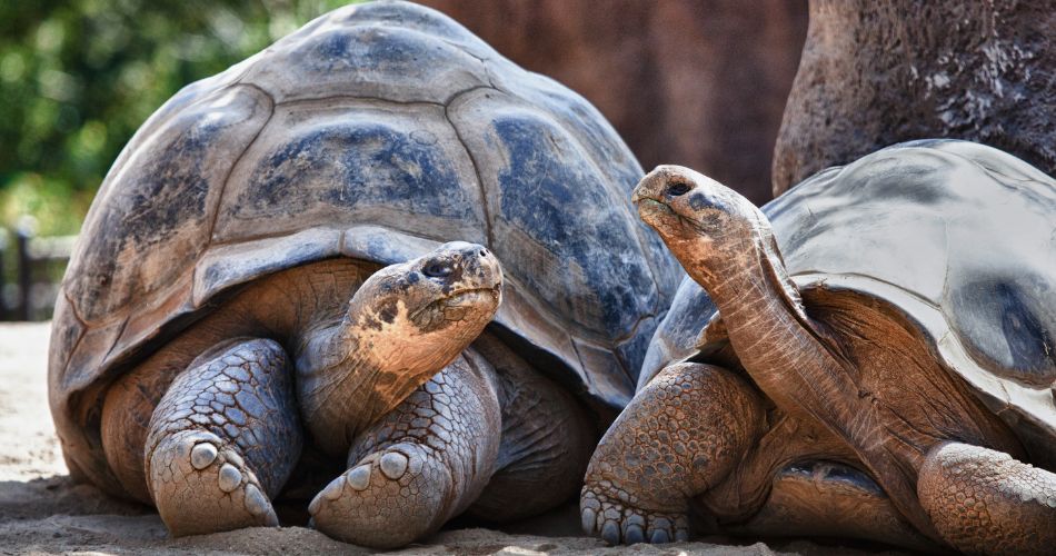 Two Galapagos Tortoises