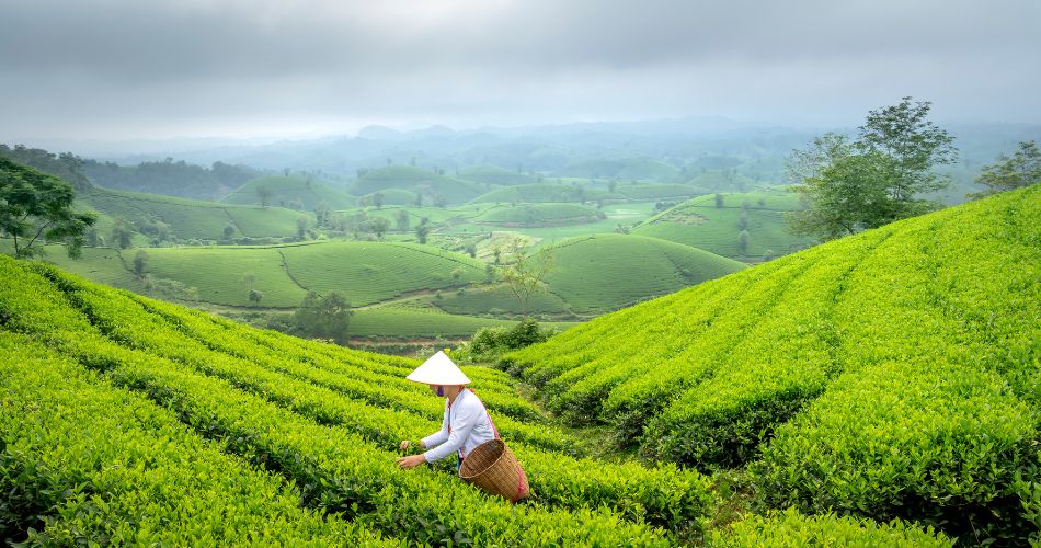 Woman Working at a Tea Plantation