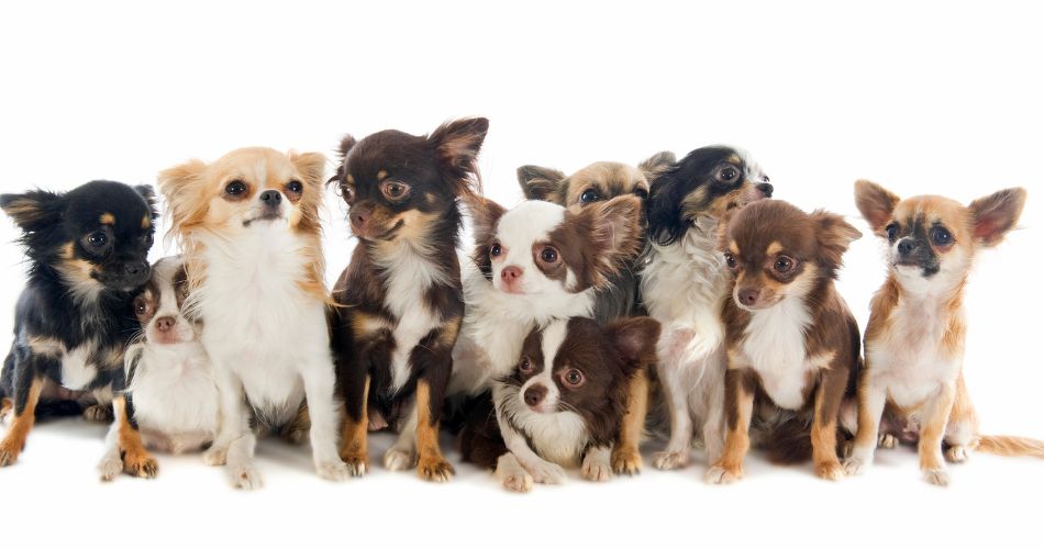 chihuahuas