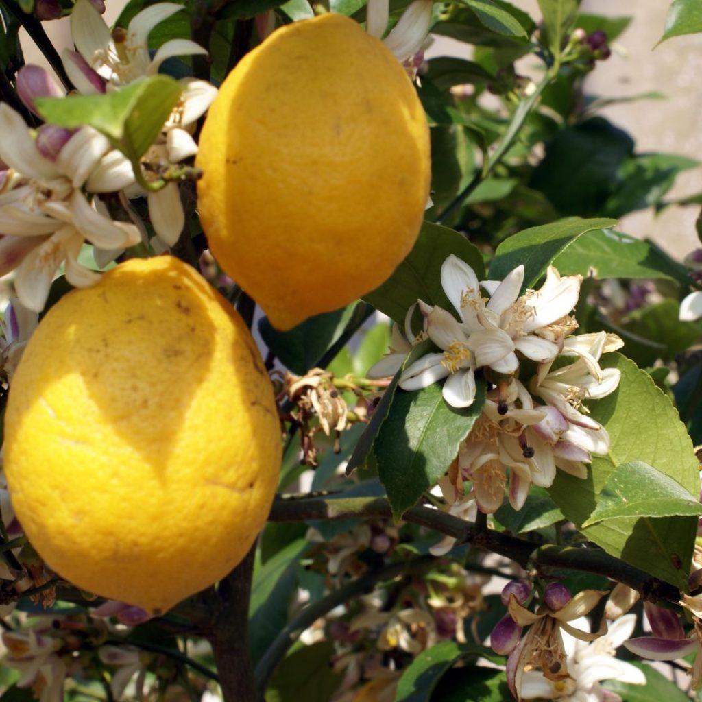 flowers and fruits of the lemon tree