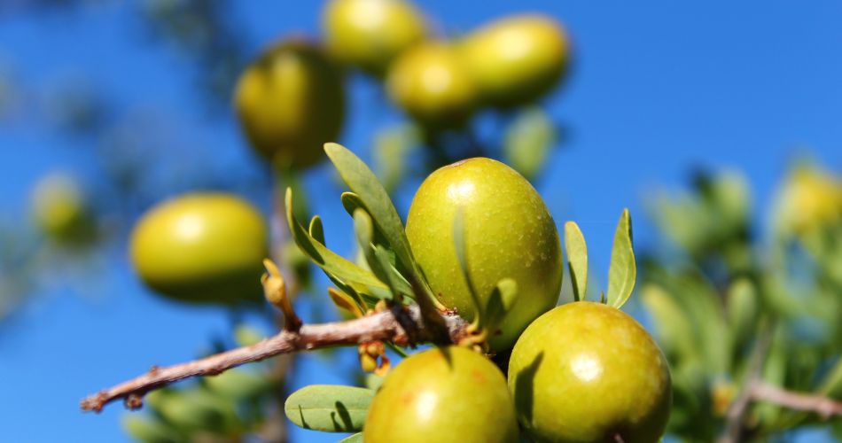 fruits of the argan tree