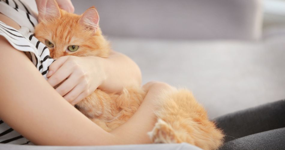 hug a cat