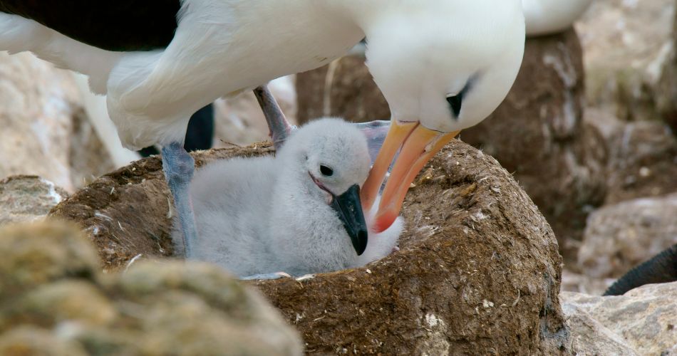 Albatross and Chick