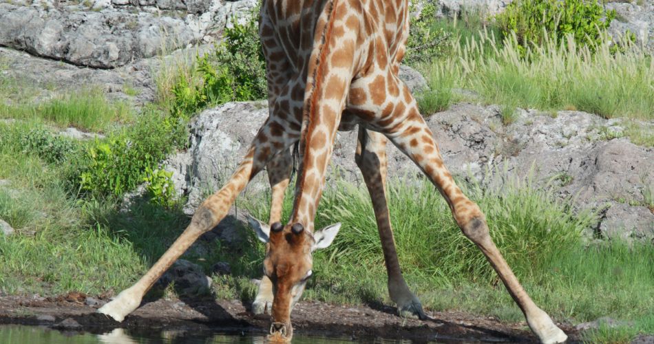 Baby Giraffe Drinks
