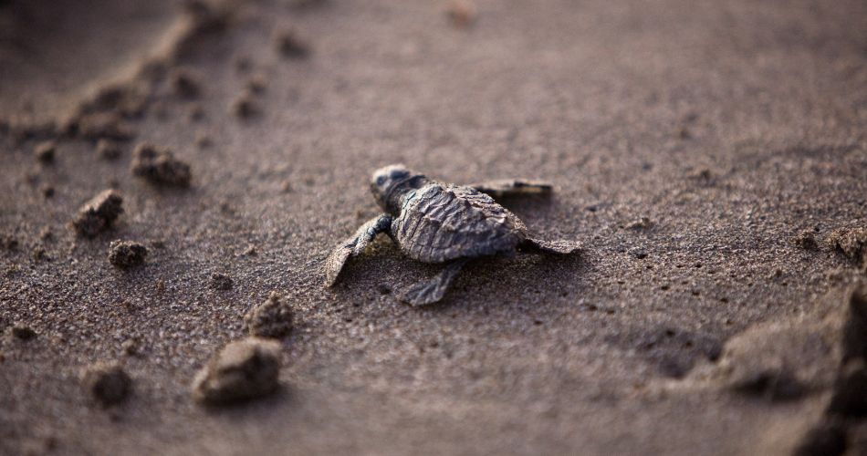 Baby Turtle in the Beach