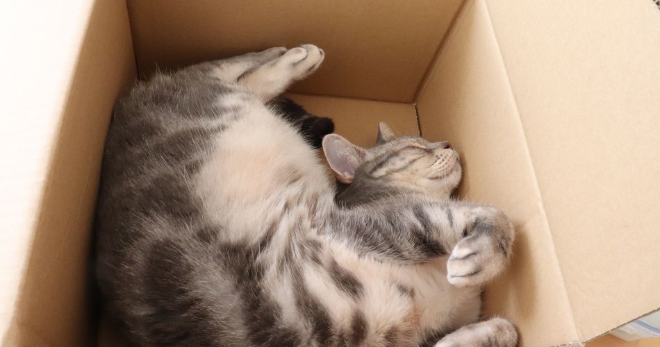 Cat sleeping in a cardboard box