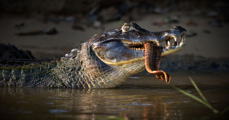 Crocodile eating fish