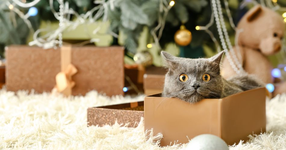 Cute Cat in a Box