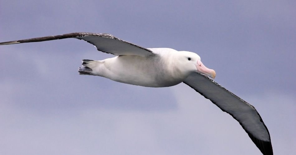 Flying Wandering Albatross