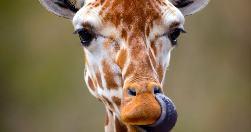 Giraffe Tongue Out Portrait