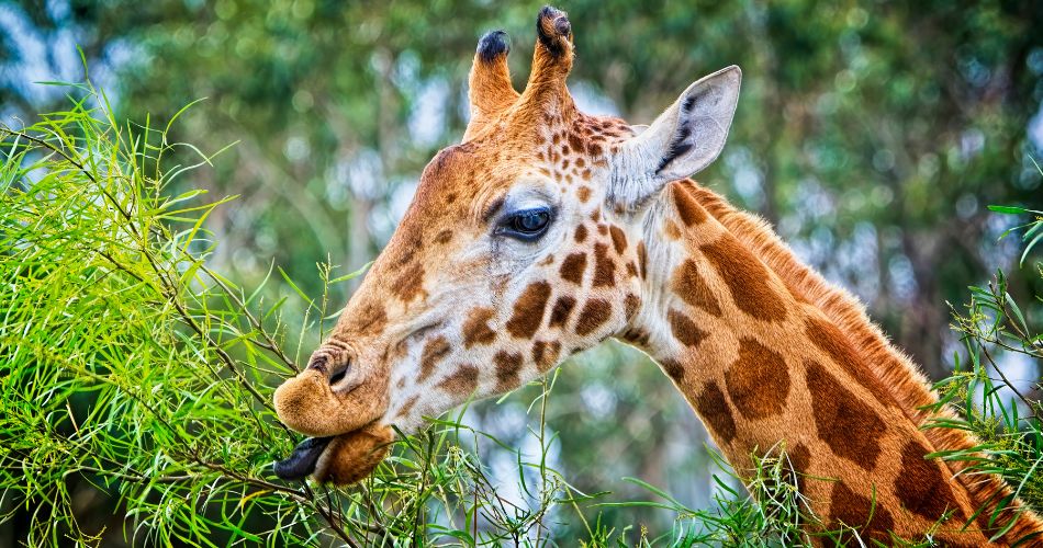 Giraffe eating