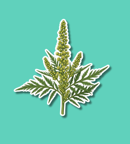 International Ragweed Day