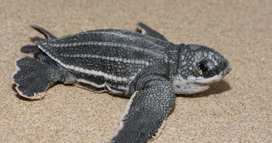 Leatherback sea turtle,newborn