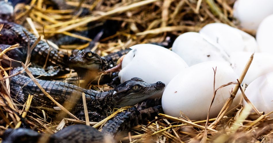 Little baby crocodile is hatching from egg