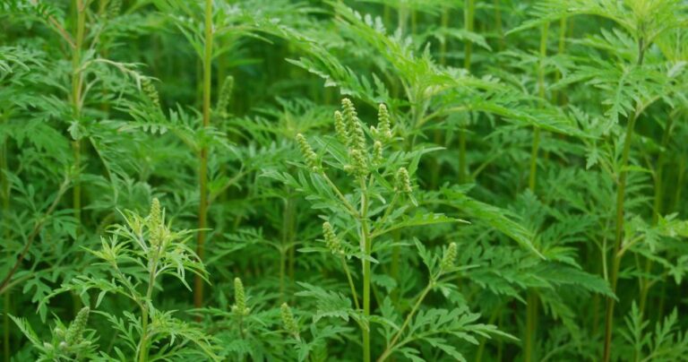 Indiana Ragweed International Ragweed Day (2026) - Holiday Today