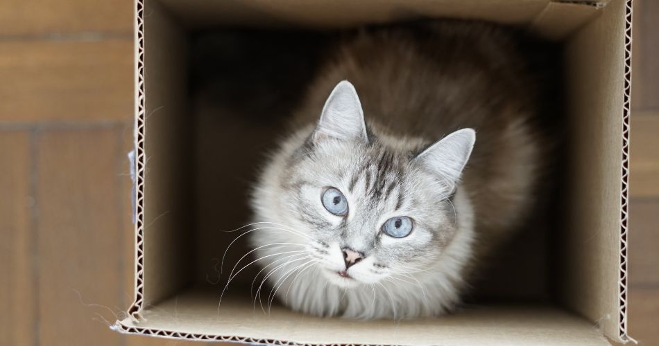 cat in the box