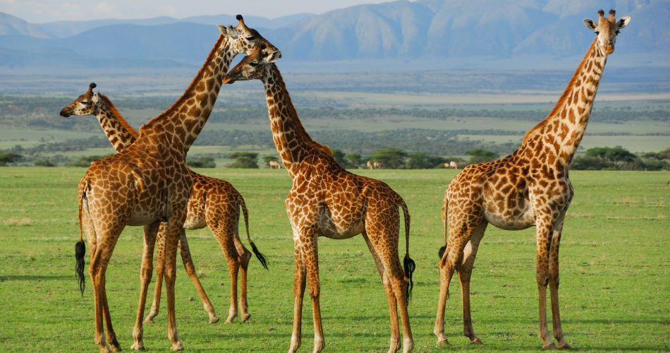 giraffes