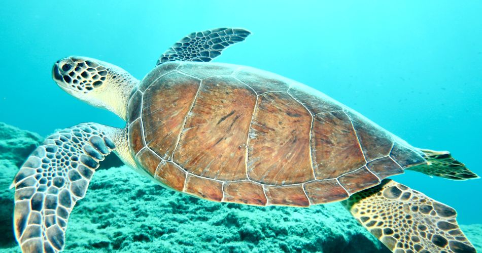 Green sea turtle