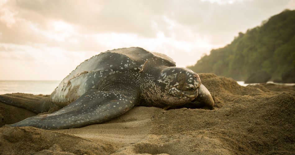 Leatherback sea turtle