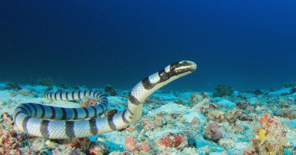Banded Sea Snake
