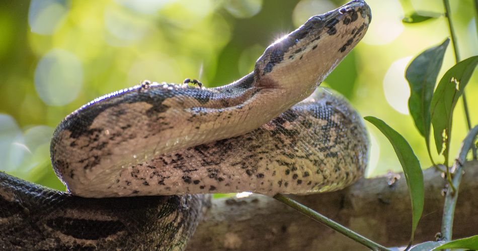 Boa Constrictor