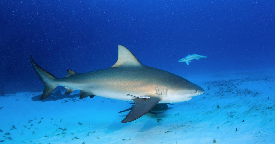 Bull Shark