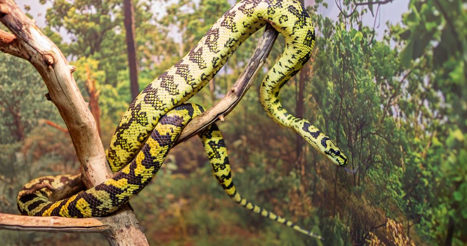 Carpet Python