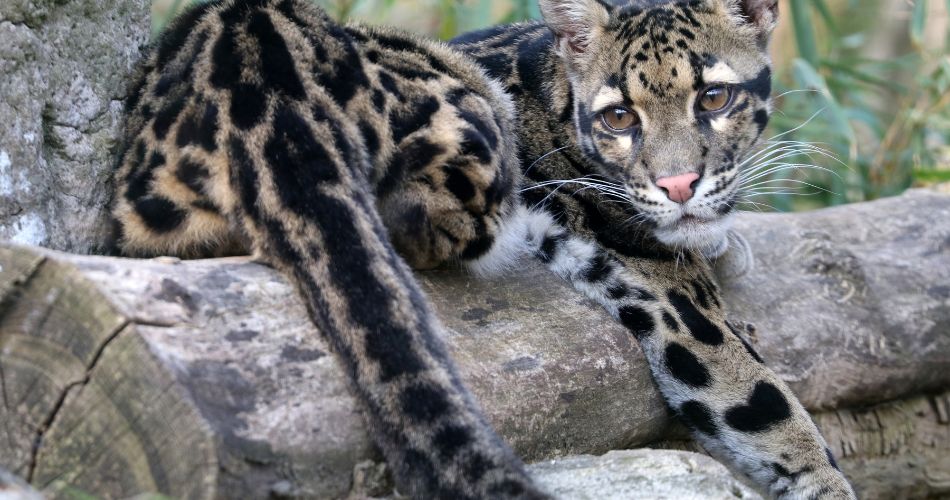 Clouded Leopard