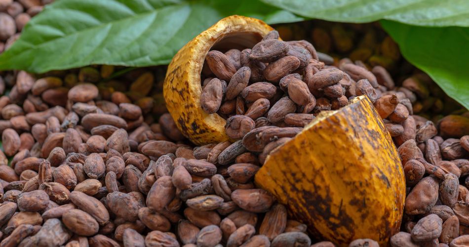 Cocoa Beans and Cocoa Fruits 