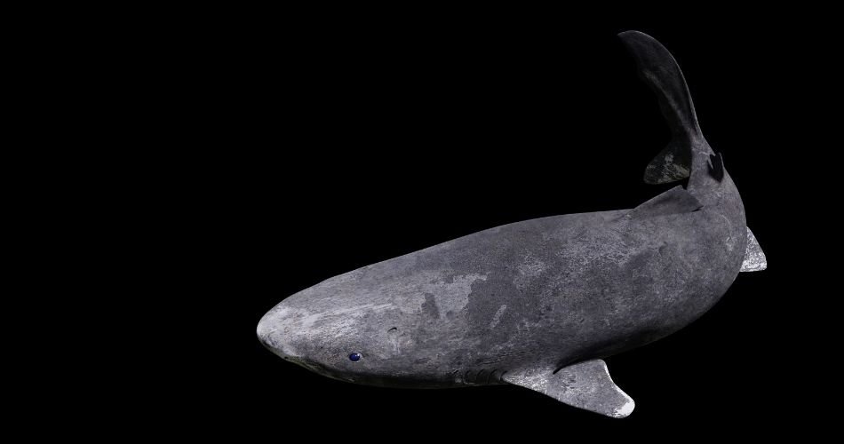 Greenland Shark