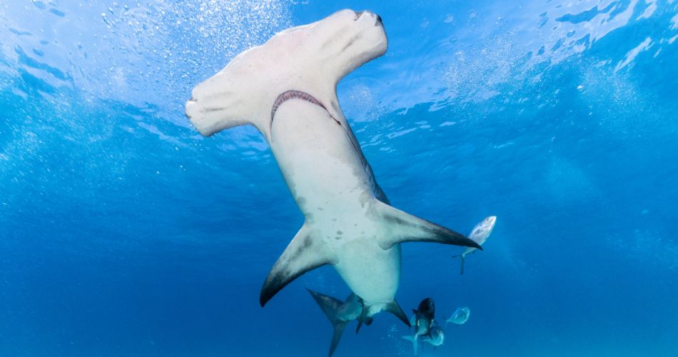 Hammerhead Shark 