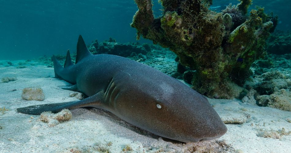 Nurse Shark 