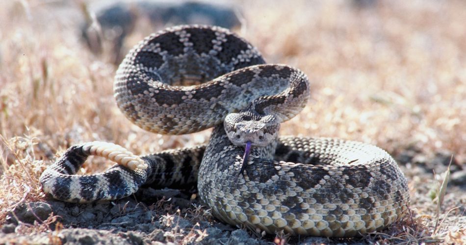 Pacific rattlesnake