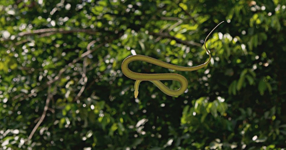 Paradise Tree Snake