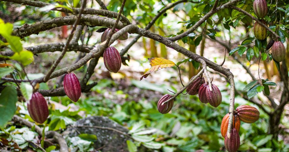 Red Cocoa / cacao tree in a cocoa plantation, Caribbean