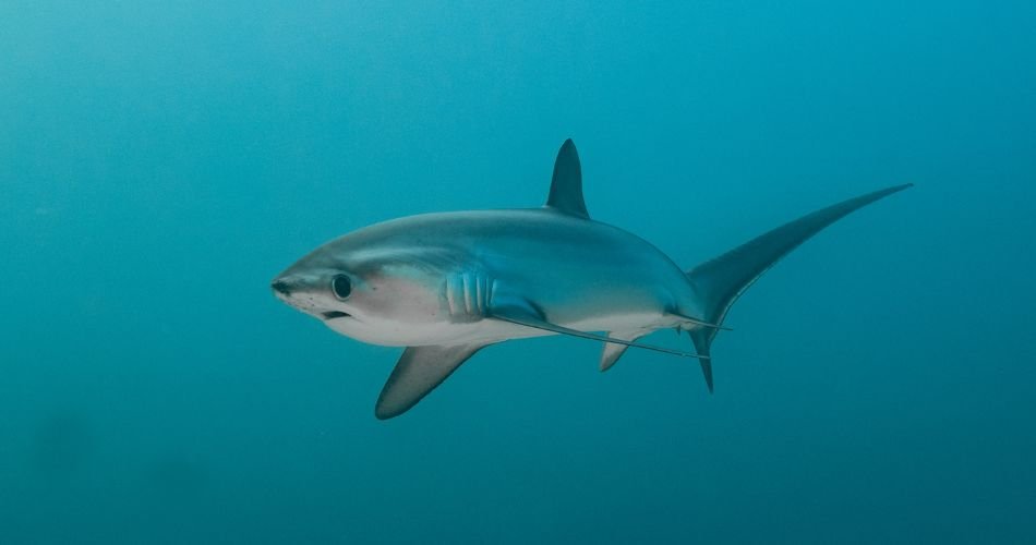 Thresher Shark 