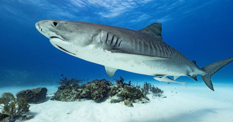 Tiger Shark