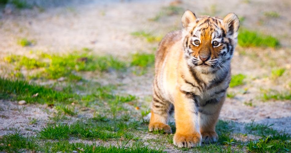 Tiger cub
