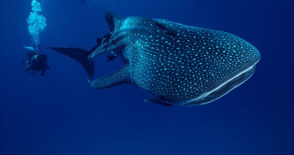 Whale Shark
