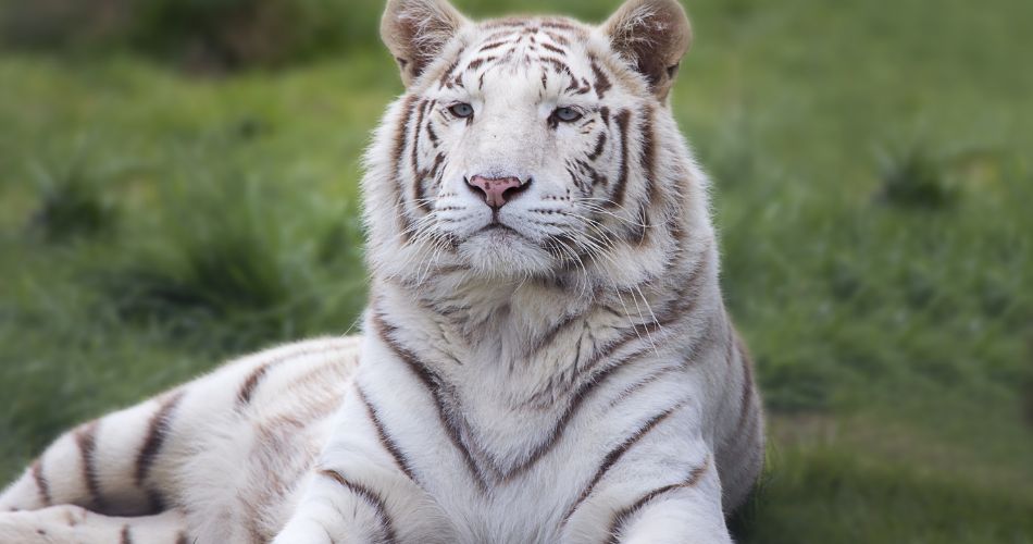 White Bengal Tiger
