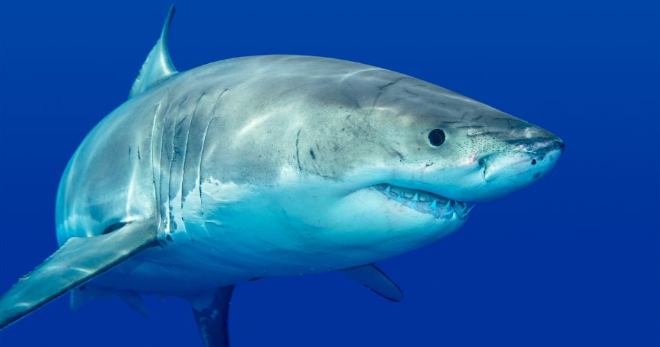 White Shark