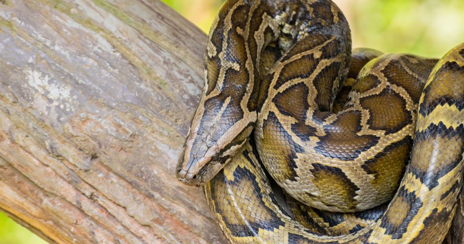 Reticulated python