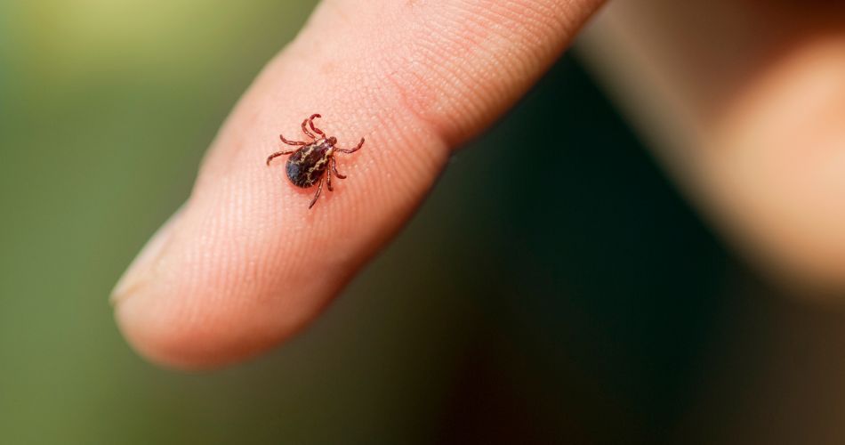 tick