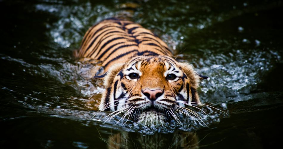 tiger swimming
Tiger cub