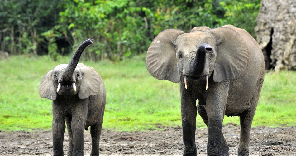 African Forest Elephant