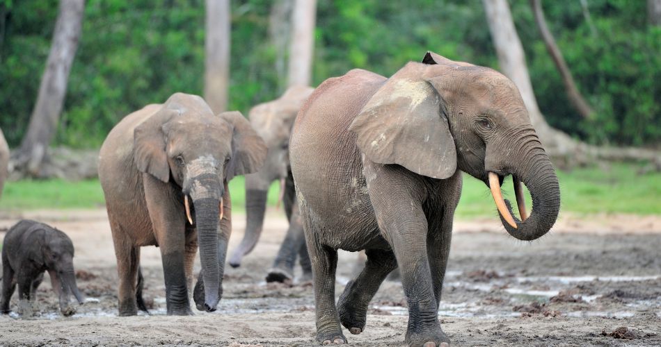 African Forest Elephants