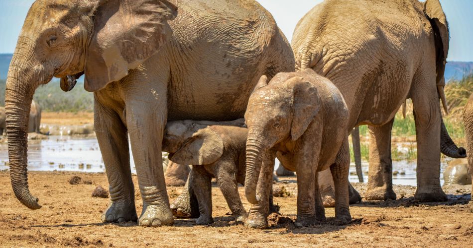 African Savanna (Bush) Elephant 