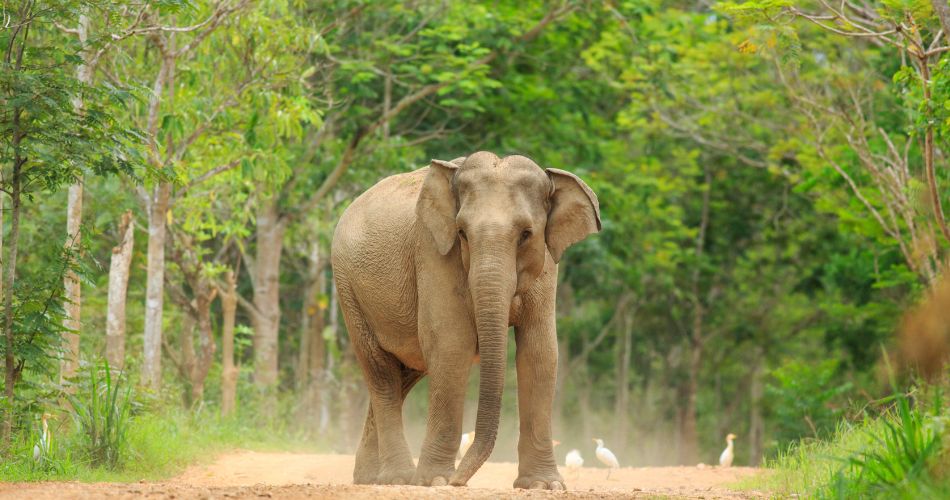 Asian Elephant