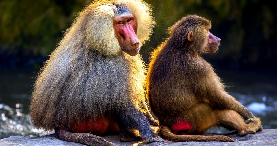 Baboons