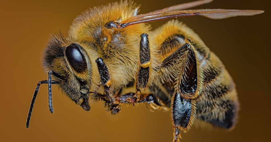 Bee